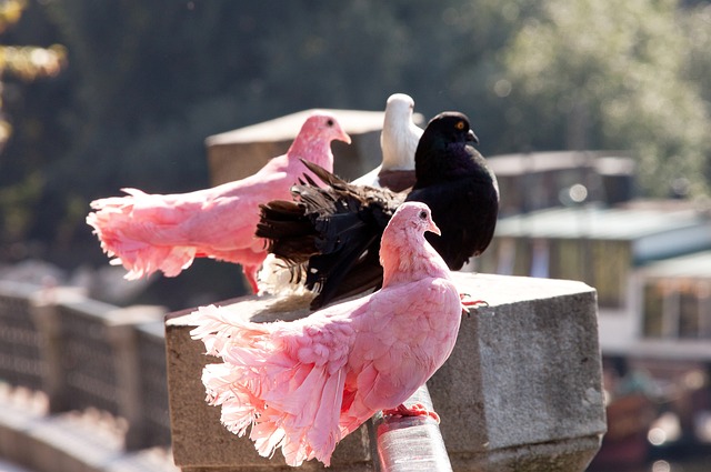 则为这个竞 则为这个竞