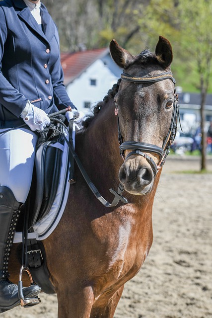 反观灰熊队 反观灰熊队